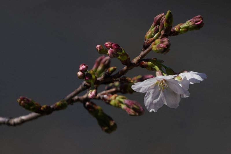 日本東京市中心今天出現逾攝氏28度高溫,創約150年觀測史的3月新高紀錄。高知地方氣象台今天宣布高知市染井吉野櫻已盛開,是全日本今年最早盛開的地區。圖為3月29日,日本東京靖國神社盛開的櫻花。法新社